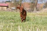 SETTER IRLANDAIS 269